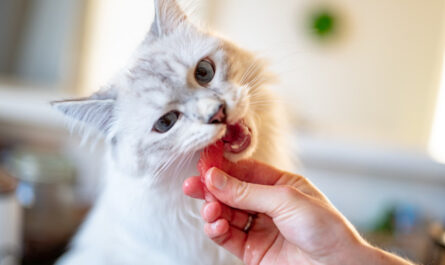voedsel veilig voor katten