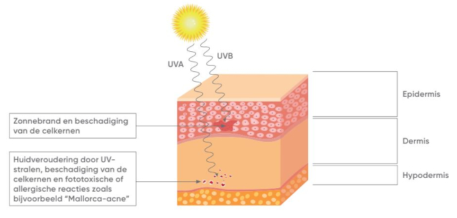 UVA UVB