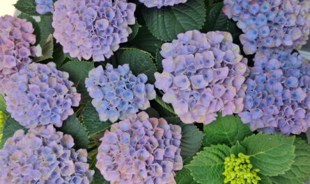 Magical hortensia